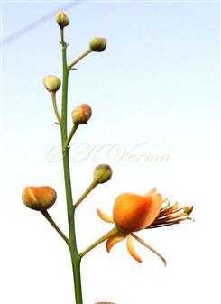  Inflorescence (Raceme)